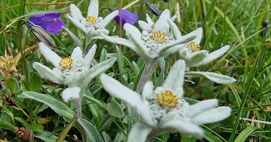 Na Temenu je prava preproga iz planik