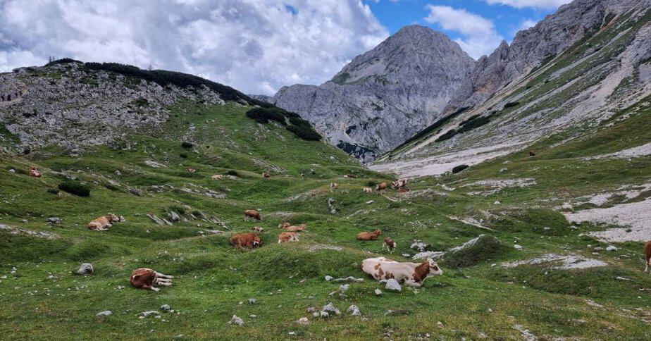 Konjsko sedlo je pravi raj za živino