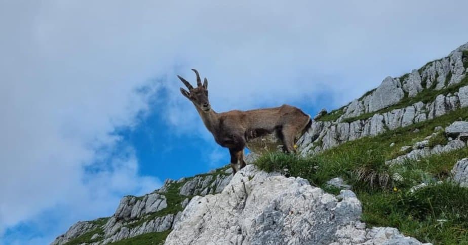 Kozoroginja na poti proti Špiku nad Nosom