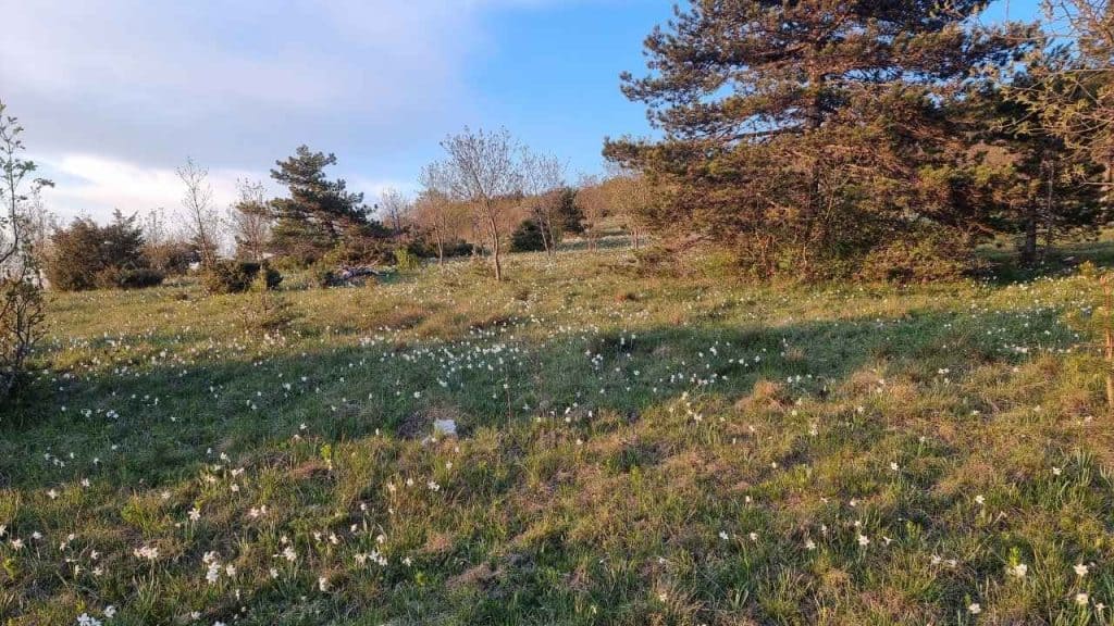 Narcise na Podgorskem krasu